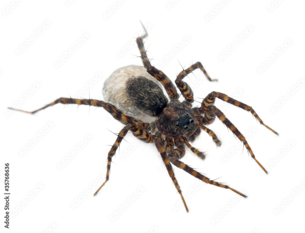 Female Pardosa lugubris carrying her egg-sac Female Pardosa lugubris carrying her egg-sac
