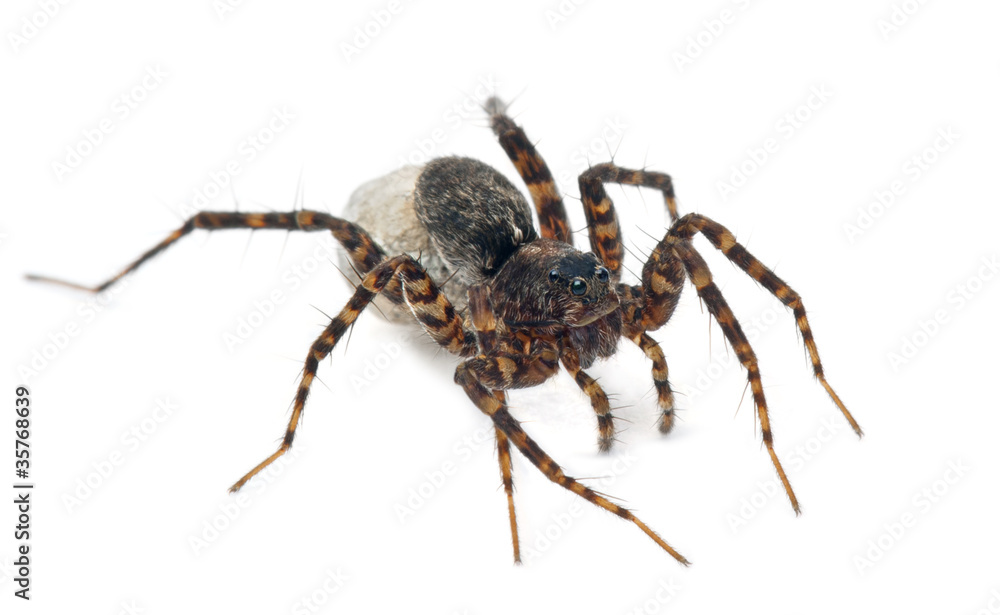 Female Pardosa lugubris carrying her egg-sac Female Pardosa lugubris carrying her egg-sac