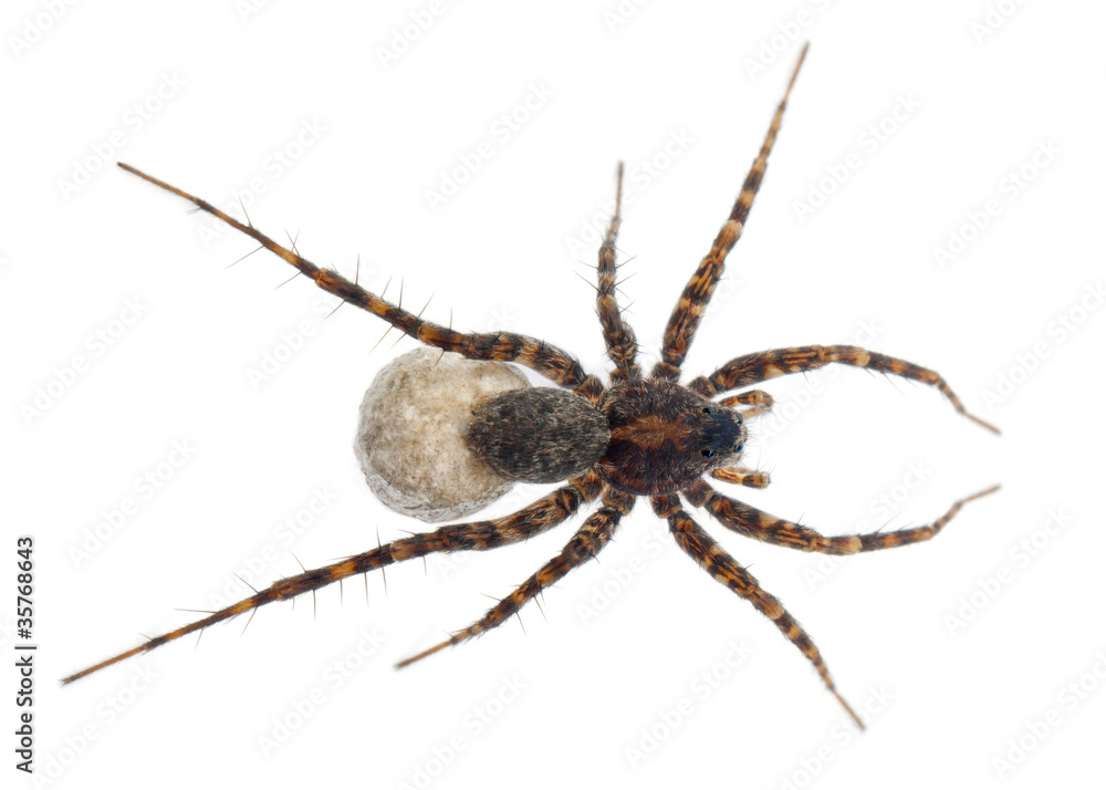 Female Pardosa lugubris carrying her egg-sac Female Pardosa lugubris carrying her egg-sac