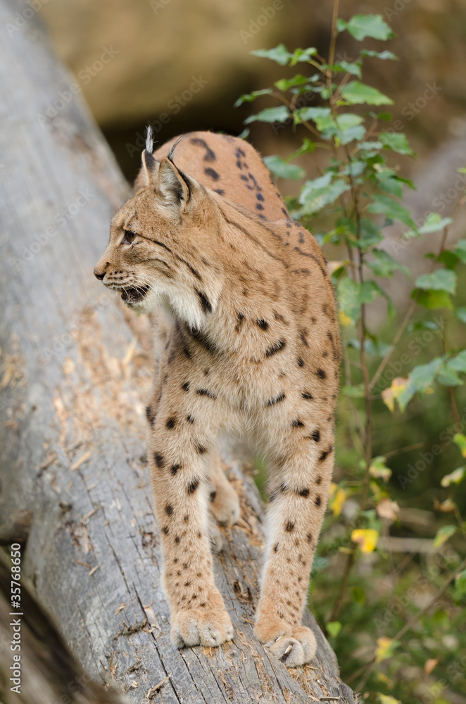 Obraz premium Eurasischer Luchs, European lynx, Lynx lynx