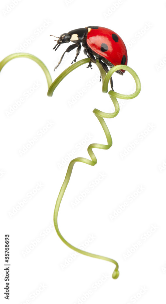 Seven-spot ladybird or seven-spot ladybug on Larger Bindweed Seven-spot ladybird or seven-spot ladybug on Larger Bindweed