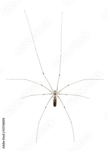 Spider, Holocnemus pluchei, in front of white background