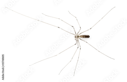 Spider, Holocnemus pluchei, in front of white background