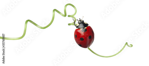 Fotografie Seven-spot ladybird or seven-spot ladybug on Larger Bindweed