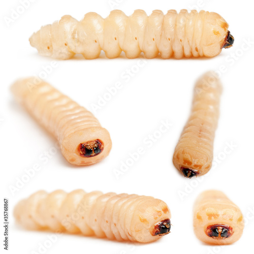 Photos Longhorned Beetle larvae, Cerambycidae Sp