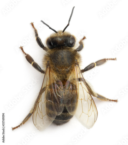 Female worker bee, Anthophora plumipes
