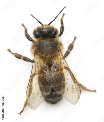 Female worker bee, Anthophora plumipes