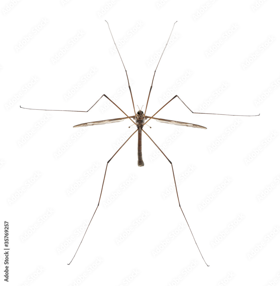 Crane fly or daddy long-legs, Tipula maxima Crane fly or daddy long-legs, Tipula maxima