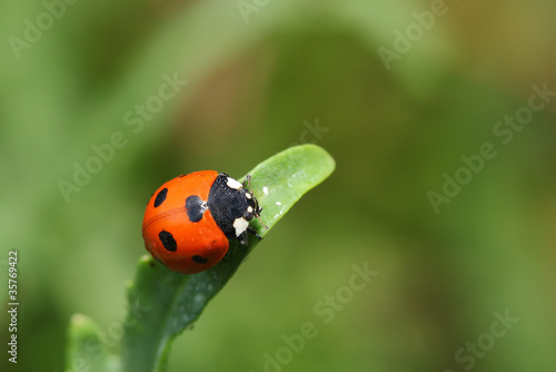 ladybird sits on a tip of a stalk of a grass. Macro