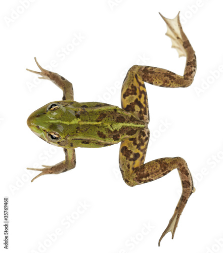 Edible Frog, Rana esculenta, in front of white background