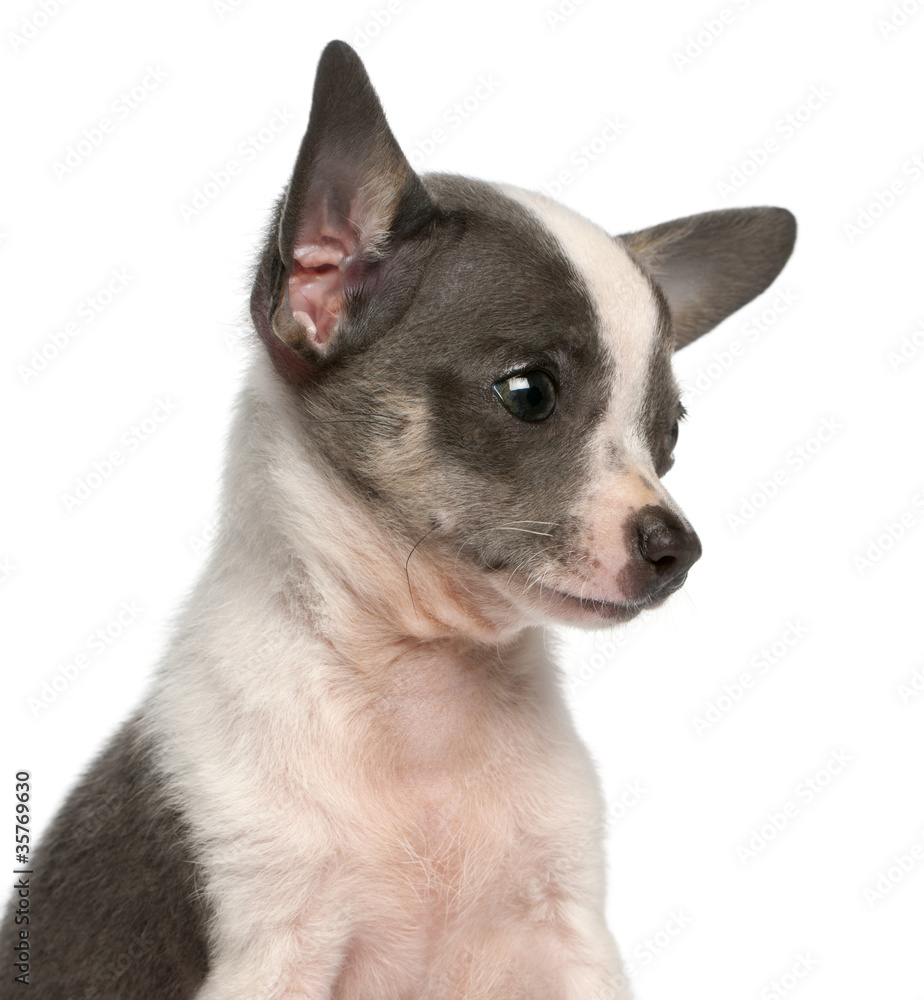 Chihuahua puppy, 3 months old, headshot