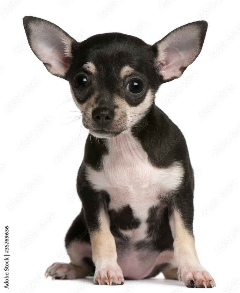 Chihuahua puppy, 3 months old, sitting Chihuahua puppy, 3 months old, sitting