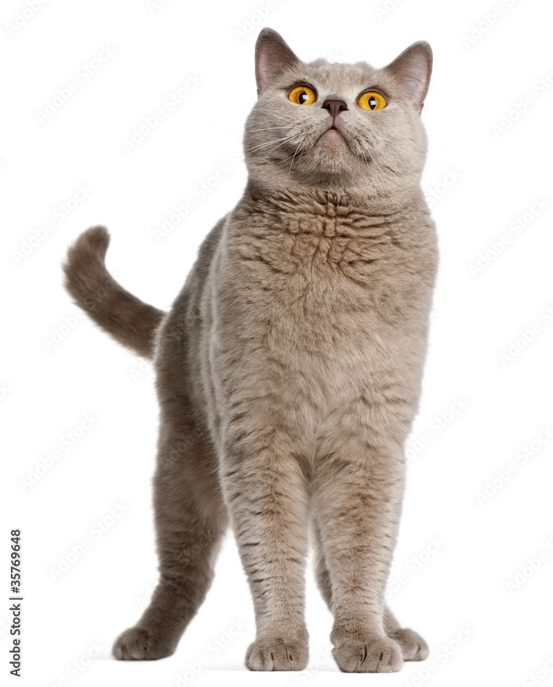 British Shorthair cat, 2 years old, standing