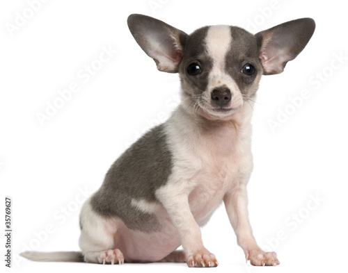 Chihuahua puppy, 3 months old, sitting
