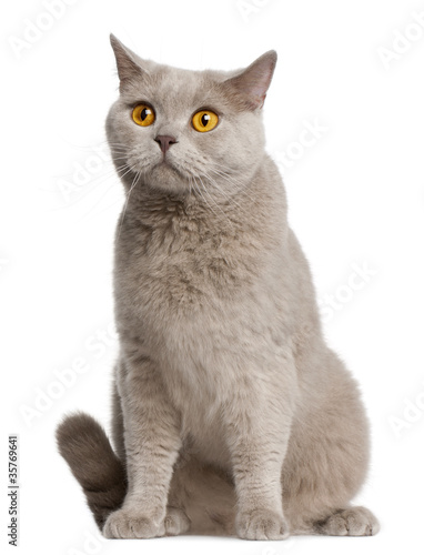 British Shorthair cat, 2 years old, sitting © Eric Isselée