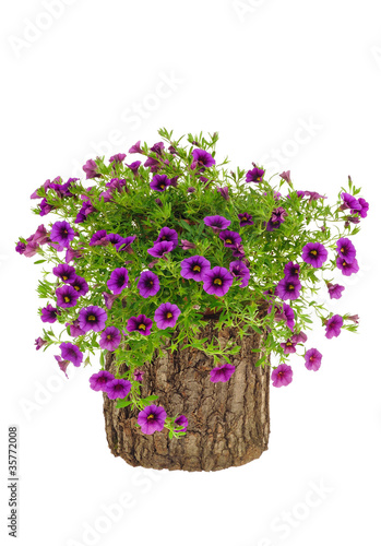 Petunia, Surfinia flowers on tree trunk over white background