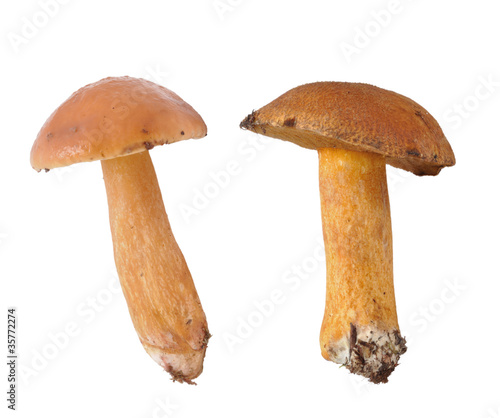 Butter mushroom and yellow boletus