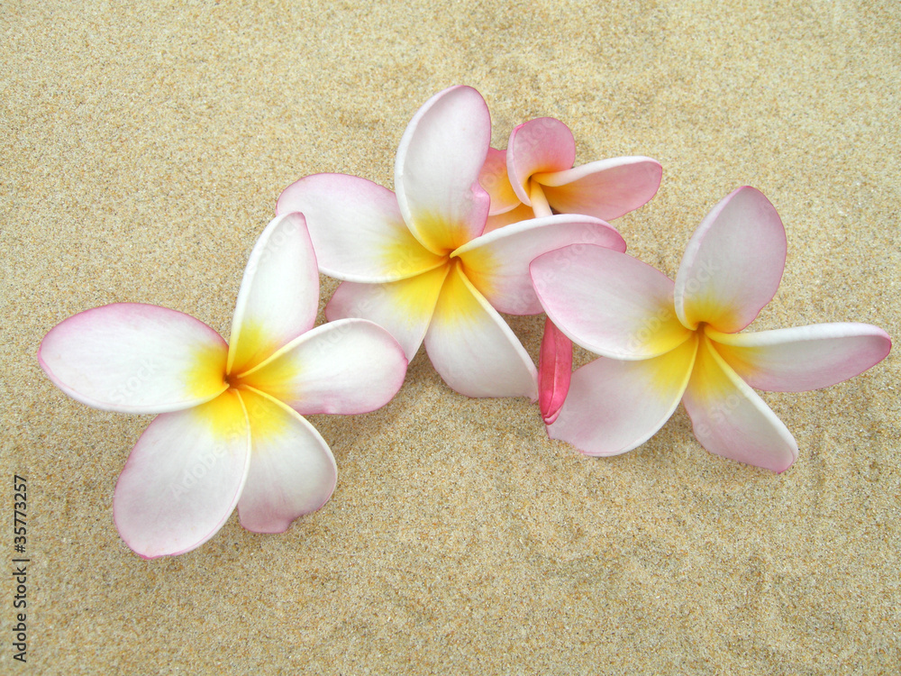Frangipaniblüten - Plumeria am Strand