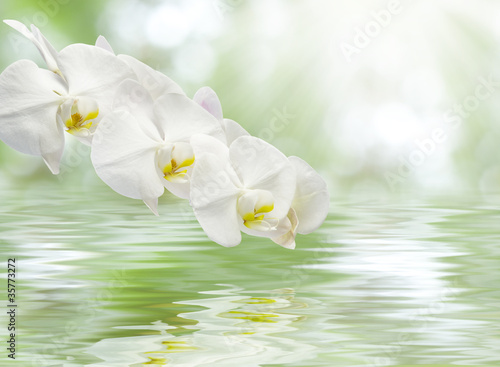 Fototapeta Naklejka Na Ścianę i Meble -  欄の花