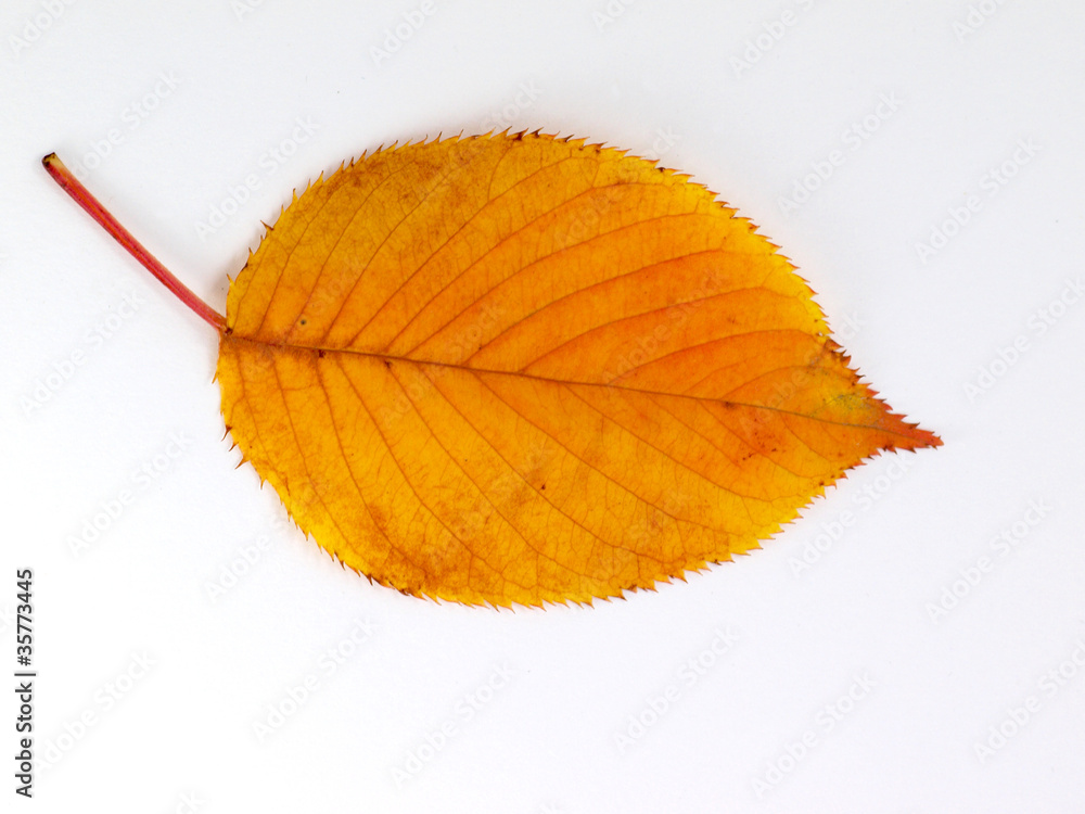 紅葉した葉のアップ 紅葉した葉のアップ