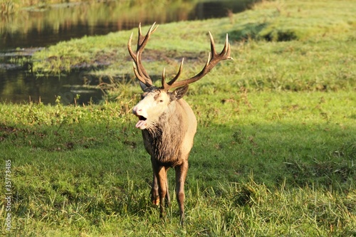 Platzhirsch