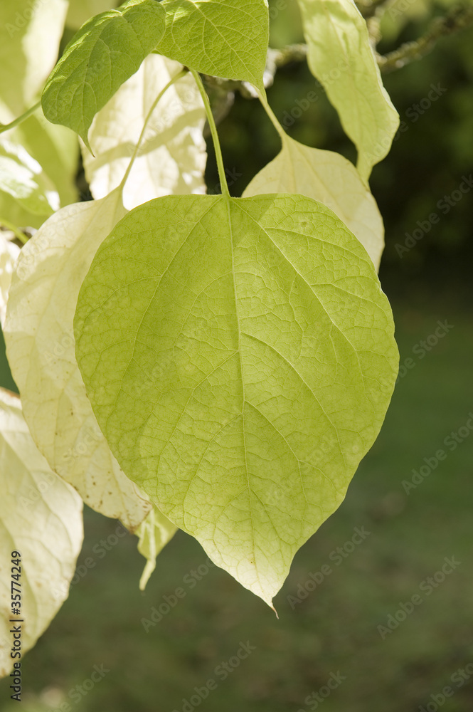 Fototapeta premium Large green leaf