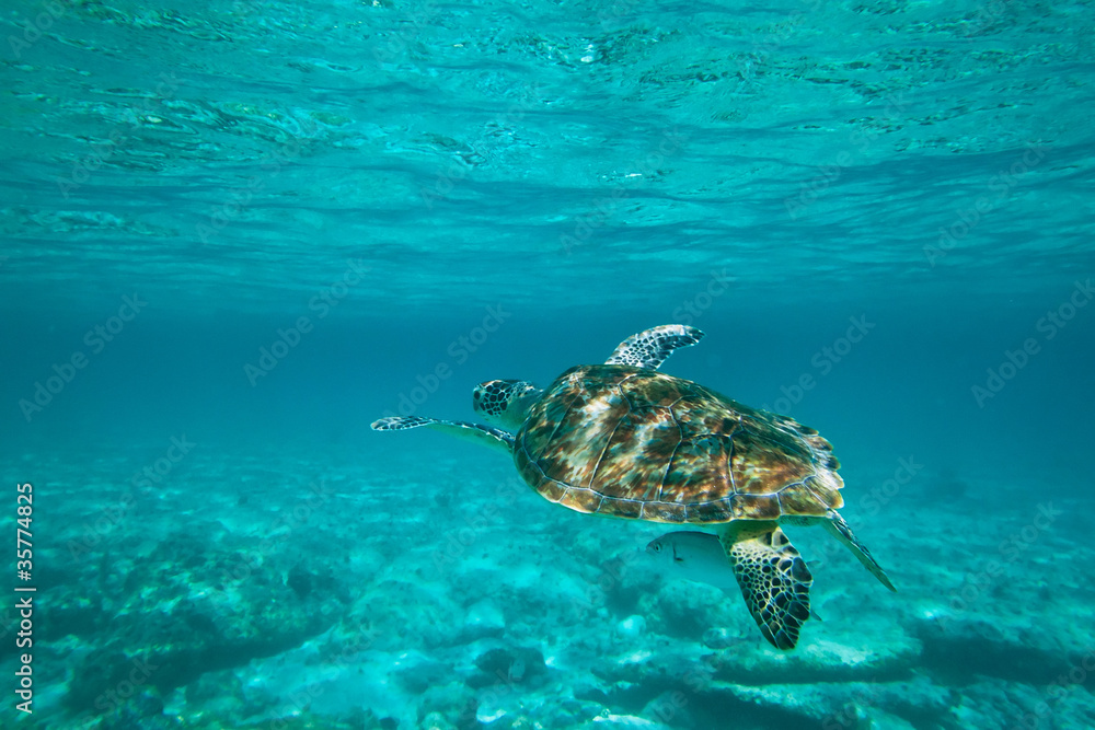 Obraz premium Green turtle in nature of Caribbean sea