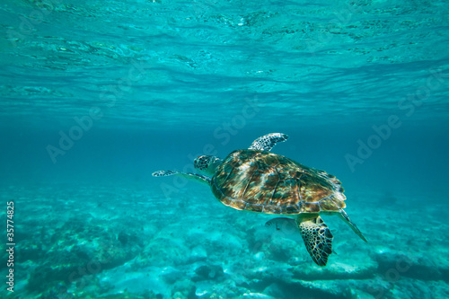Green turtle in nature of Caribbean sea