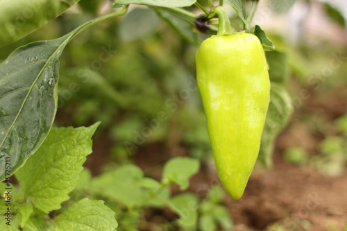 Jalapeno pepper growing in a garden.