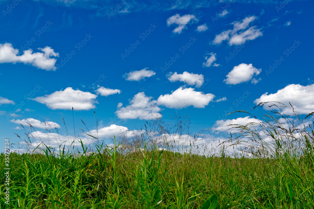 Green grass and blue sky. Horizontal image Green grass and blue sky. Horizontal image