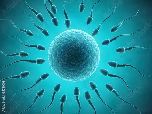 Slika na platnu Sperm and egg