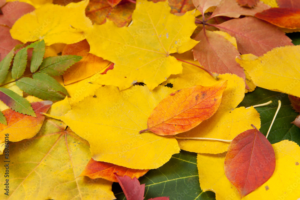 yellow and red leaves yellow and red leaves