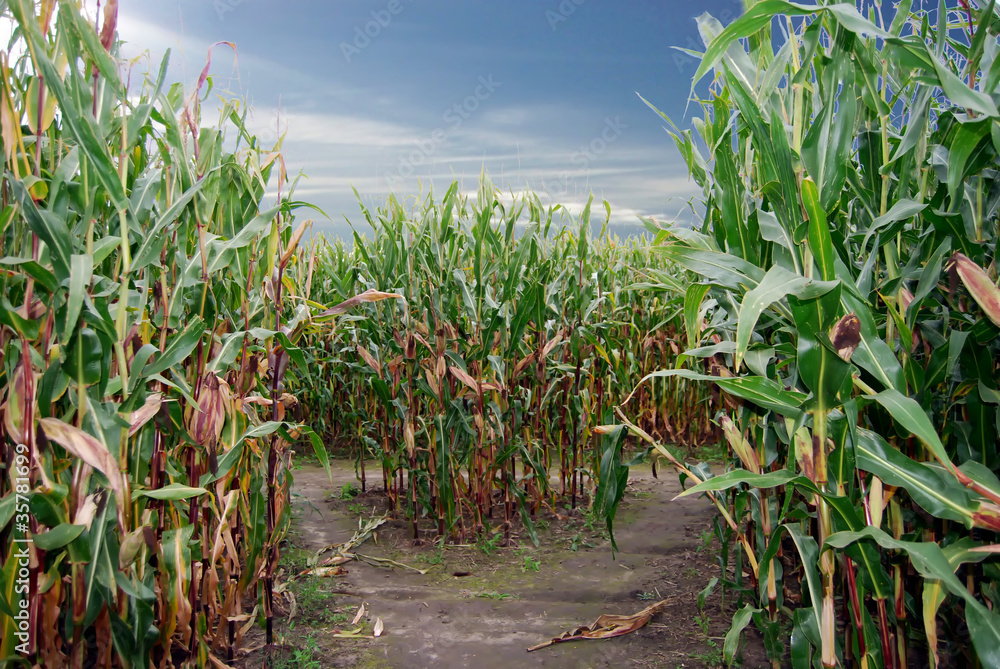 Obraz premium Maisfeld