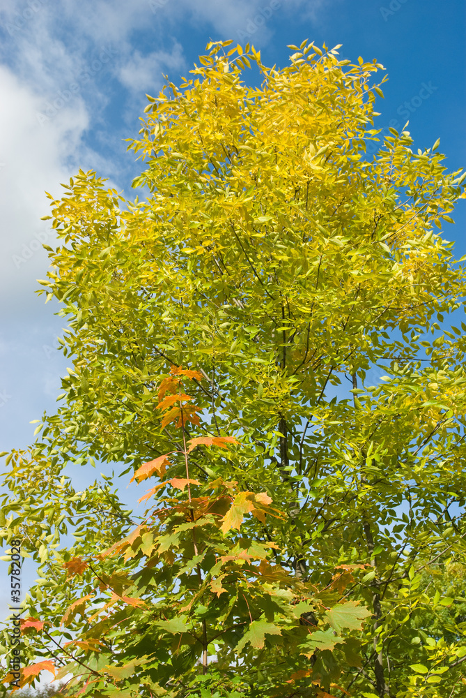 Fototapeta premium Autumn maple and ash leaves
