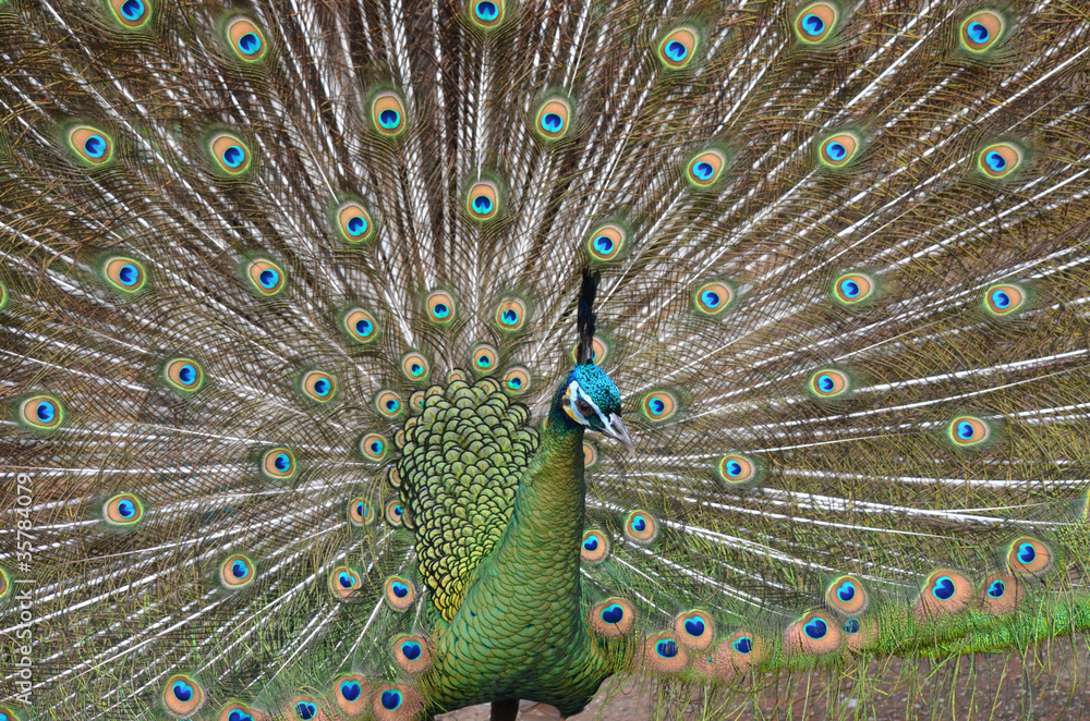 Obraz premium peacock