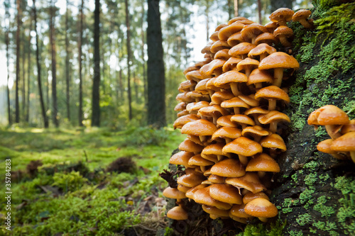 Wild mushroom on mossy trunk in the forest