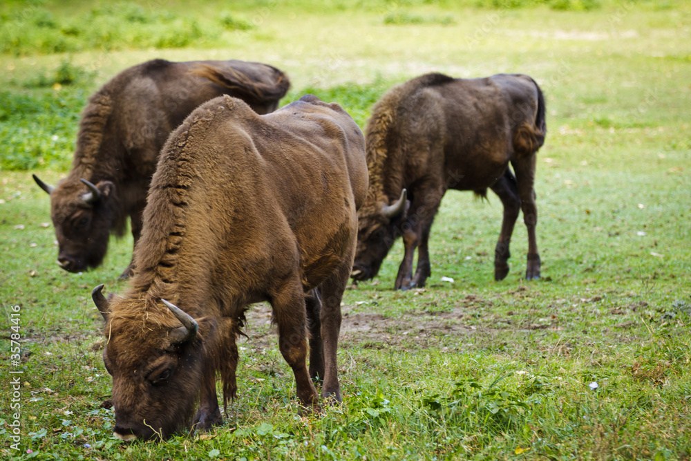 Tree european bison in the meadow Tree european bison in the meadow
