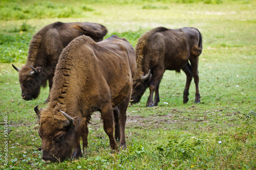 Tree european bison in the meadow