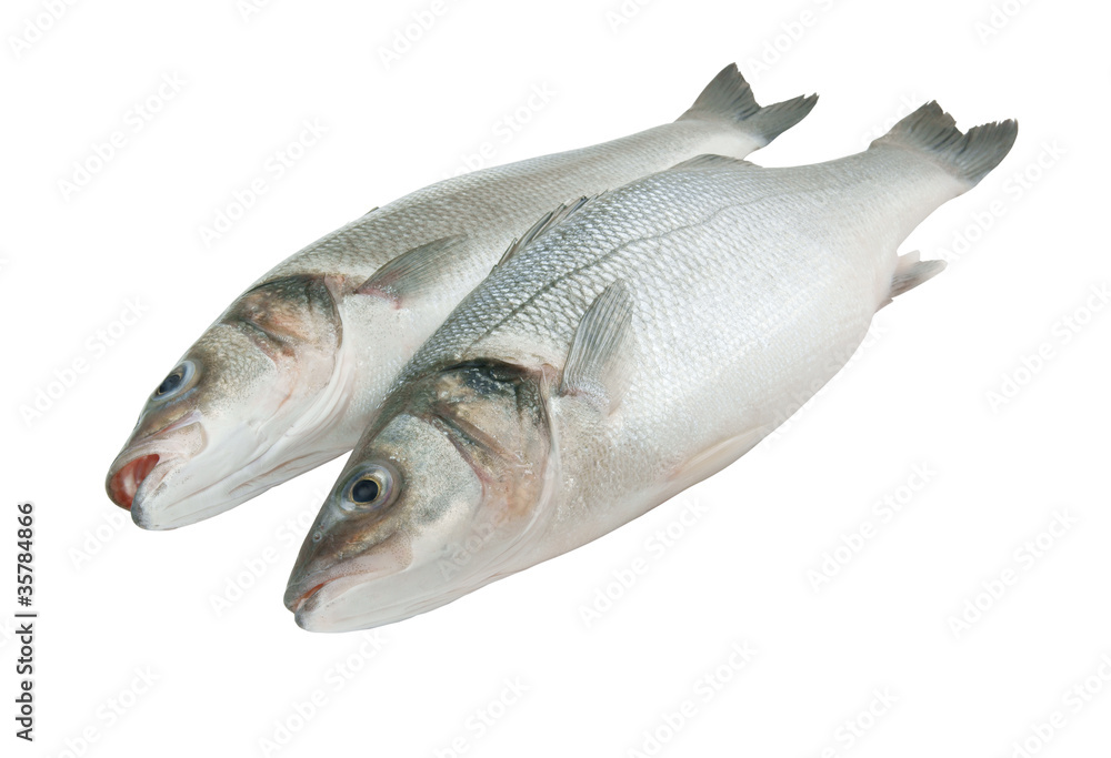 Fresh seabass fish isolated on white background Fresh seabass fish isolated on white background