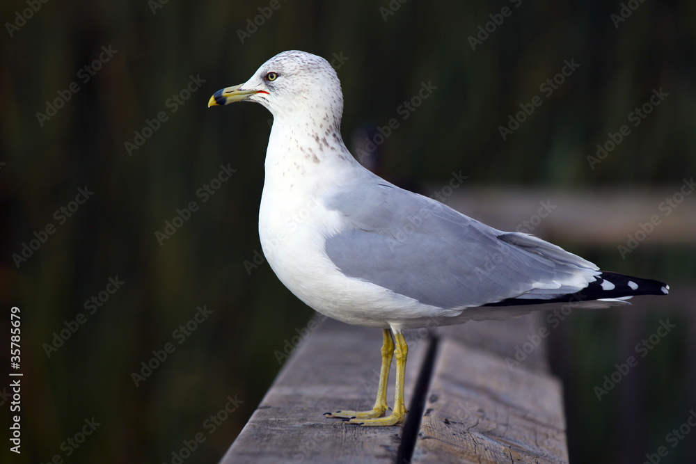 Fototapeta premium Seagul