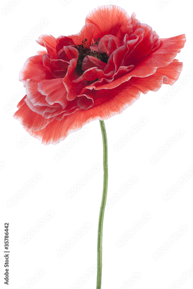 Fototapeta premium poppy