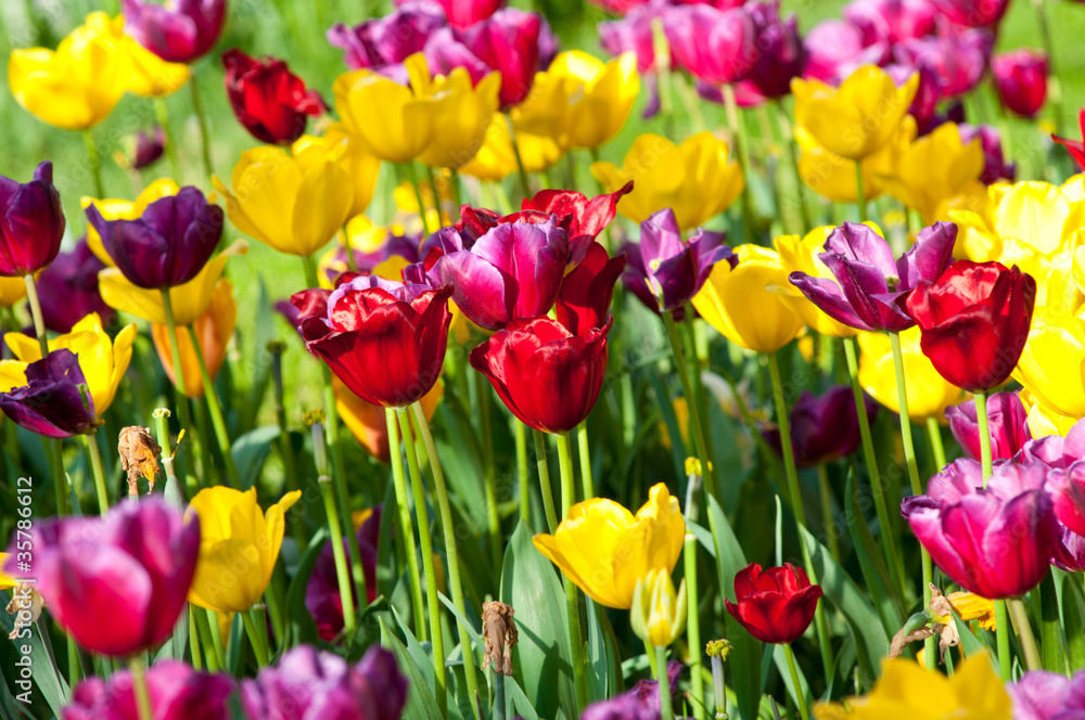 Many tulips in the park