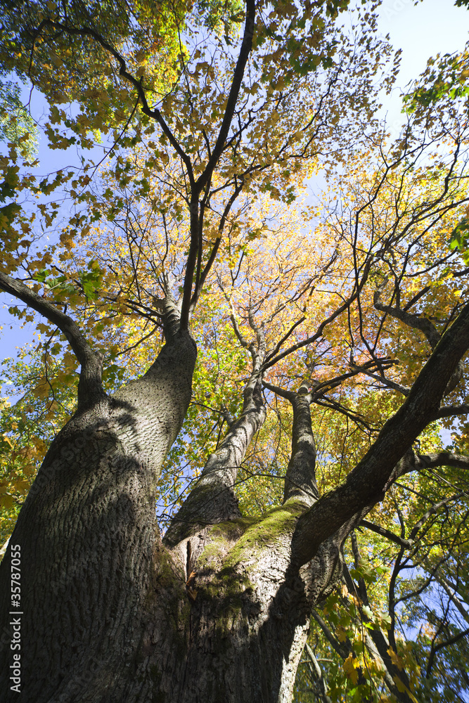 Fototapeta premium Autumn in trees.