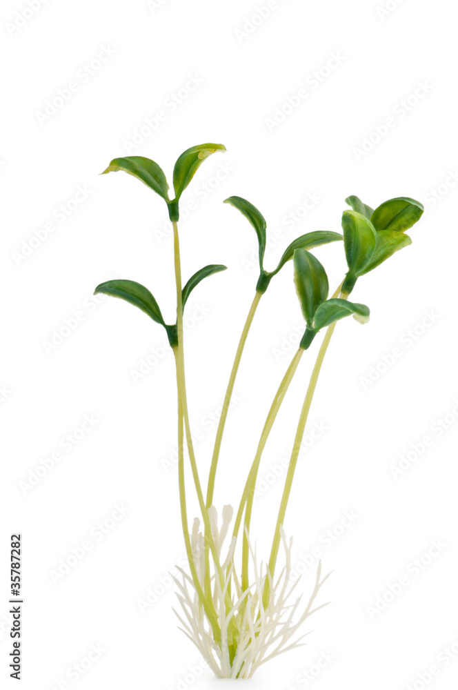 Nature concept - Seedlings on white Nature concept - Seedlings on white