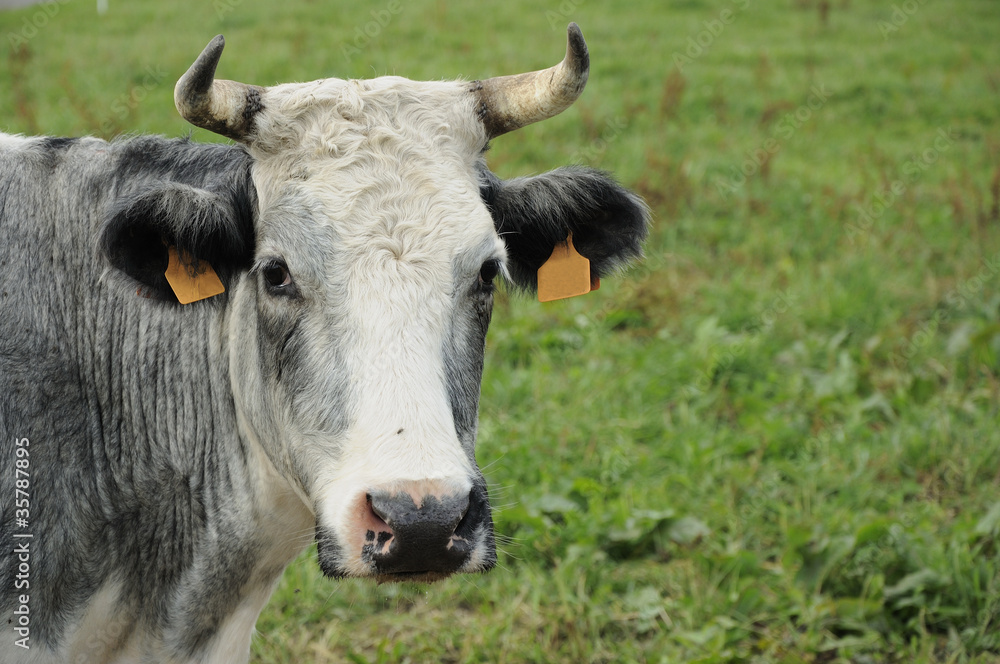 muzzle of white and grey cow , ardennes