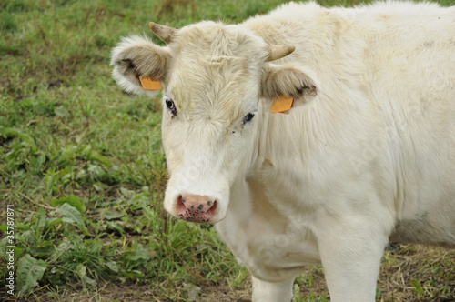 white calf, ardennes © hal_pand_108