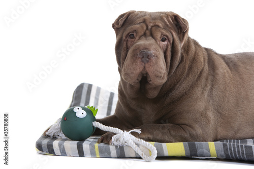 shar pei avec ses jouets