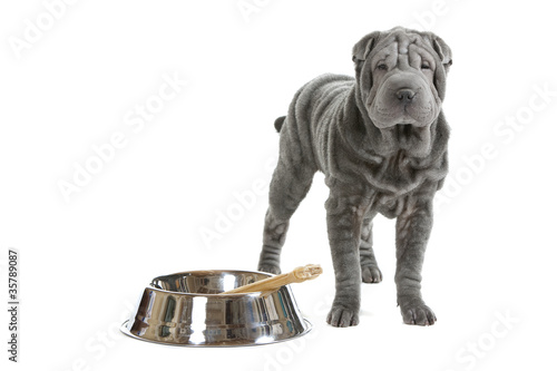 shar pei boudant sa gamelle