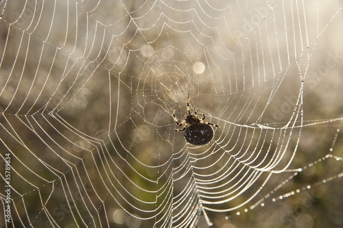 diadem spider photo