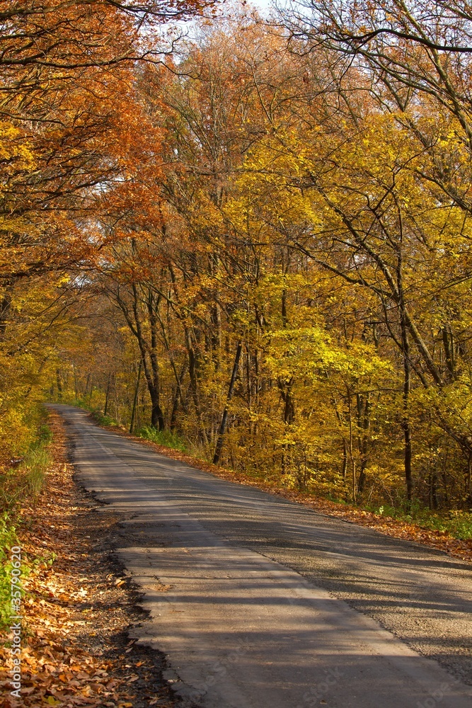 Obraz premium Autumn Road